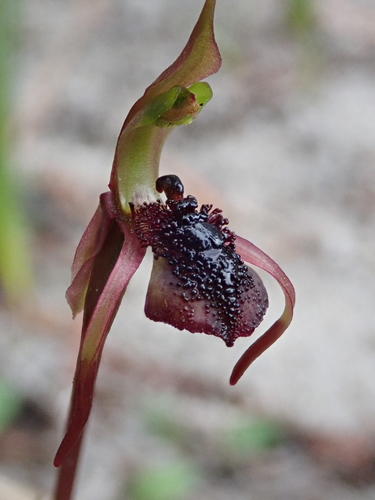 Chiloglottis reflexa (Long-clubbed wasp orchid) — photo