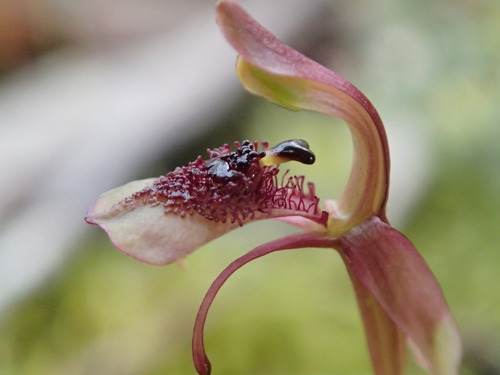 Chiloglottis reflexa (Long-clubbed wasp orchid) — photo