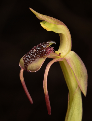 Chiloglottis reflexa