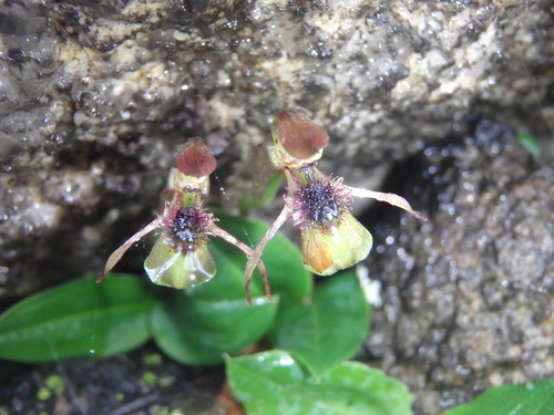 Chiloglottis sphyrnoides (Ornate ant orchid) — photo