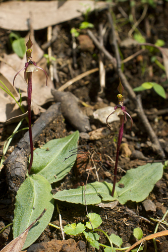 Chiloglottis sphyrnoides (Ornate ant orchid) — photo