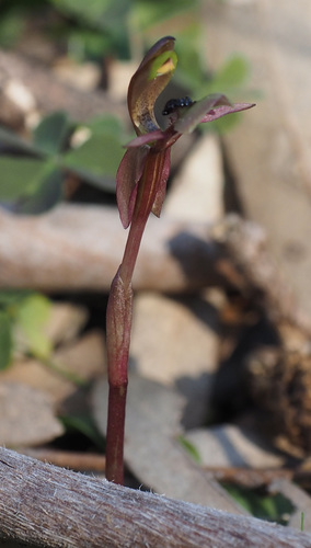Chiloglottis trapeziformis (Dainty bird orchid) — photo