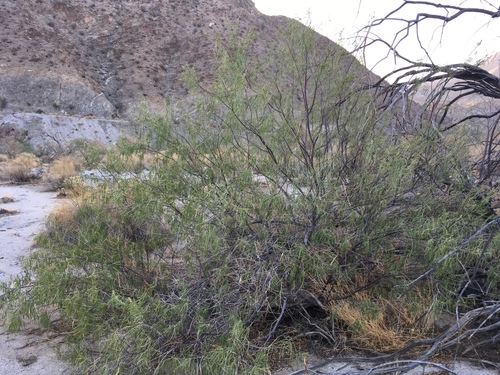 Chilopsis linearis (Desert willow) — photo
