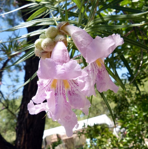 Chilopsis linearis