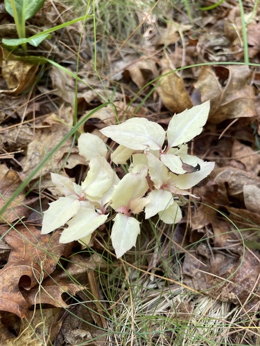 Chimaphila maculata (Spotted wintergreen) — photo