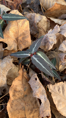 Chimaphila maculata (Spotted wintergreen) — photo