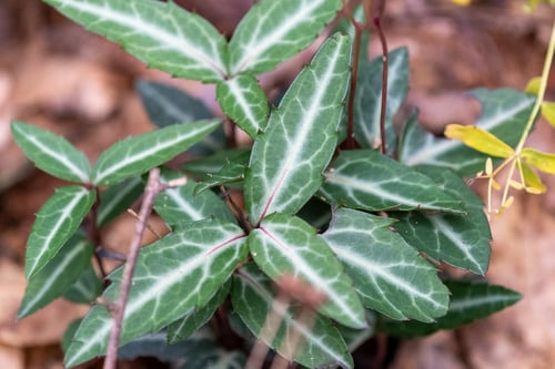 Chimaphila maculata