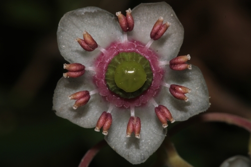 Chimaphila umbellata (Spotted wintergreen) — photo