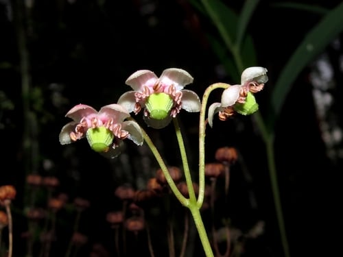 Chimaphila umbellata subsp. cisatlantica
