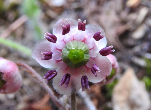 Chimaphila umbellata subsp. cisatlantica (Pipsissewa) — photo