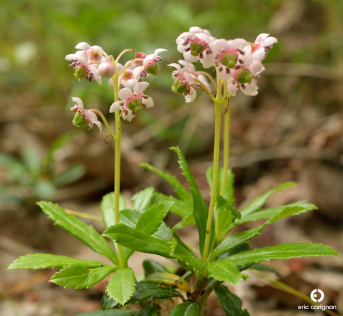 Chimaphila umbellata (Spotted wintergreen) — photo