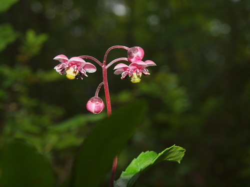 Chimaphila umbellata