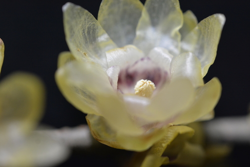 Chimonanthus praecox (Winter sweet) — photo