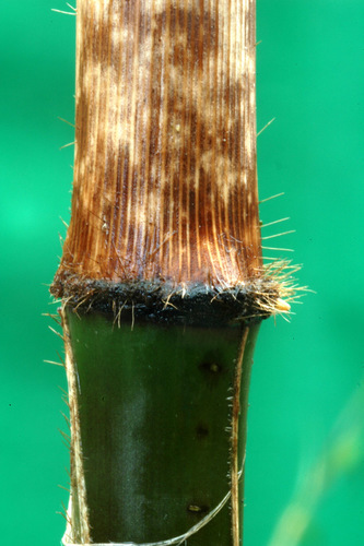 Chimonobambusa marmorea (Marble sheath bamboo) — photo