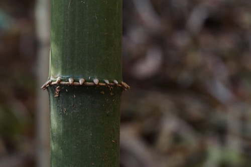Chimonobambusa quadrangularis (Square-stemmed bamboo) — photo