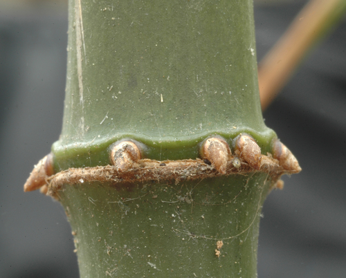 Chimonobambusa quadrangularis (Square-stemmed bamboo) — photo