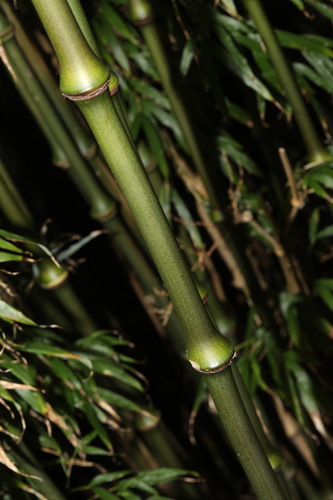 Chimonobambusa tumidissinoda (Chinese walking stick) — photo