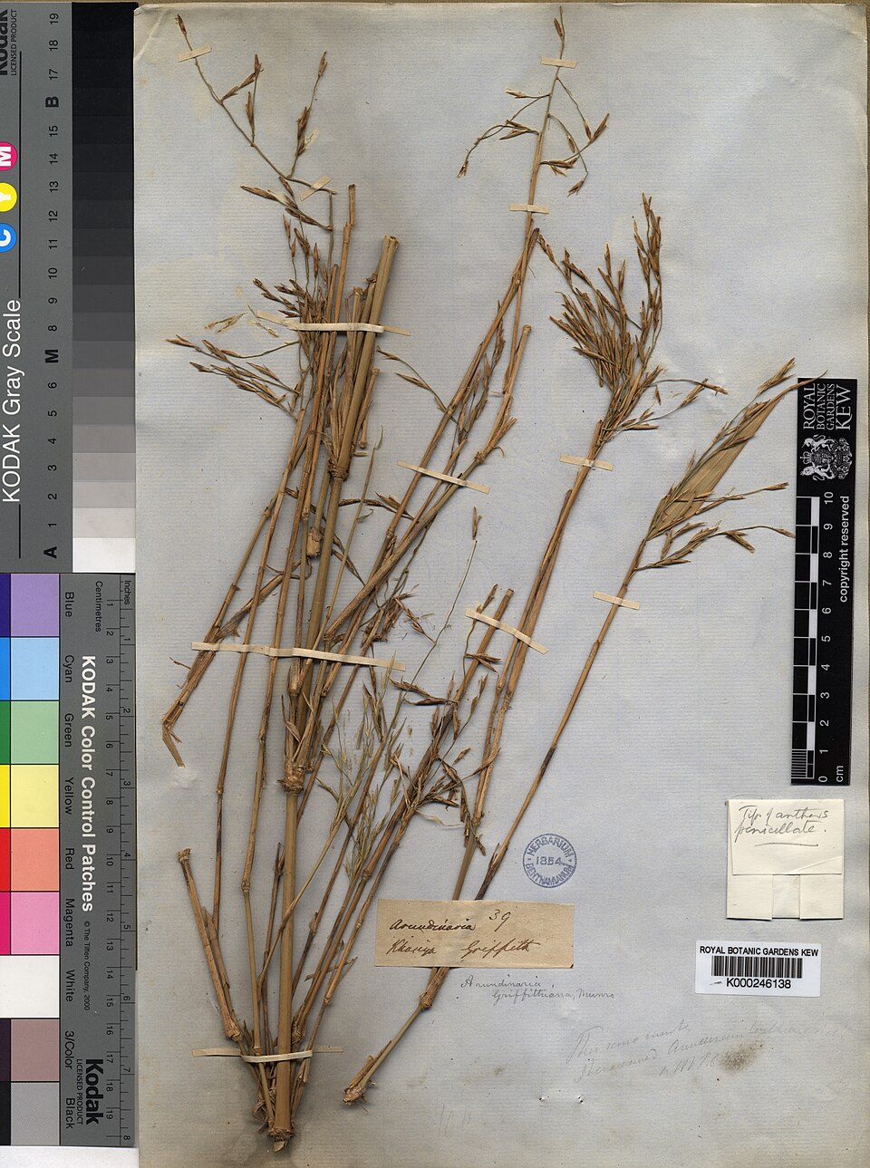 Chimonocalamus delicatus