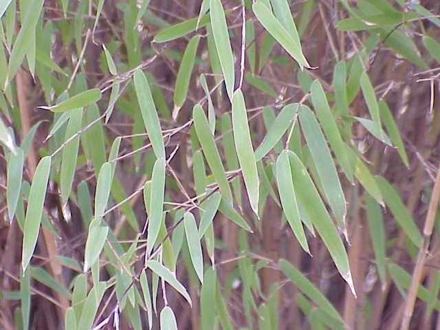 Chimonocalamus griffithianus — photo