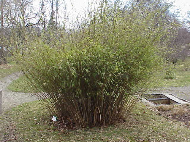 Chimonocalamus longiusculus (Chang jie xiang zhu) — photo