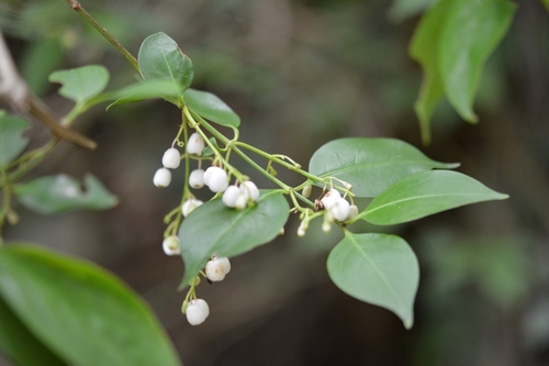 Chiococca alba (David's rot) — photo