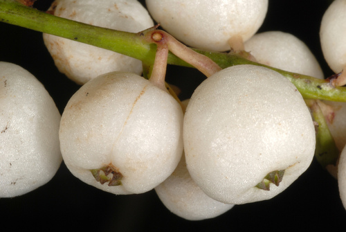 Chiococca alba (David's rot) — photo