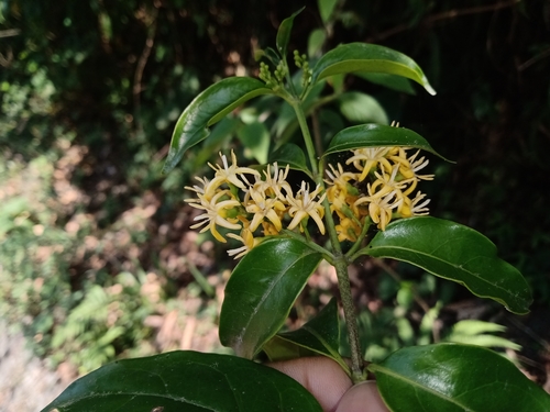 Chiococca phaenostemon (Darkstamen milkberry) — photo