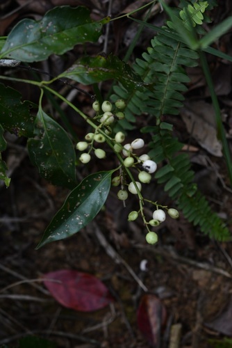 Chiococca phaenostemon (Darkstamen milkberry) — photo