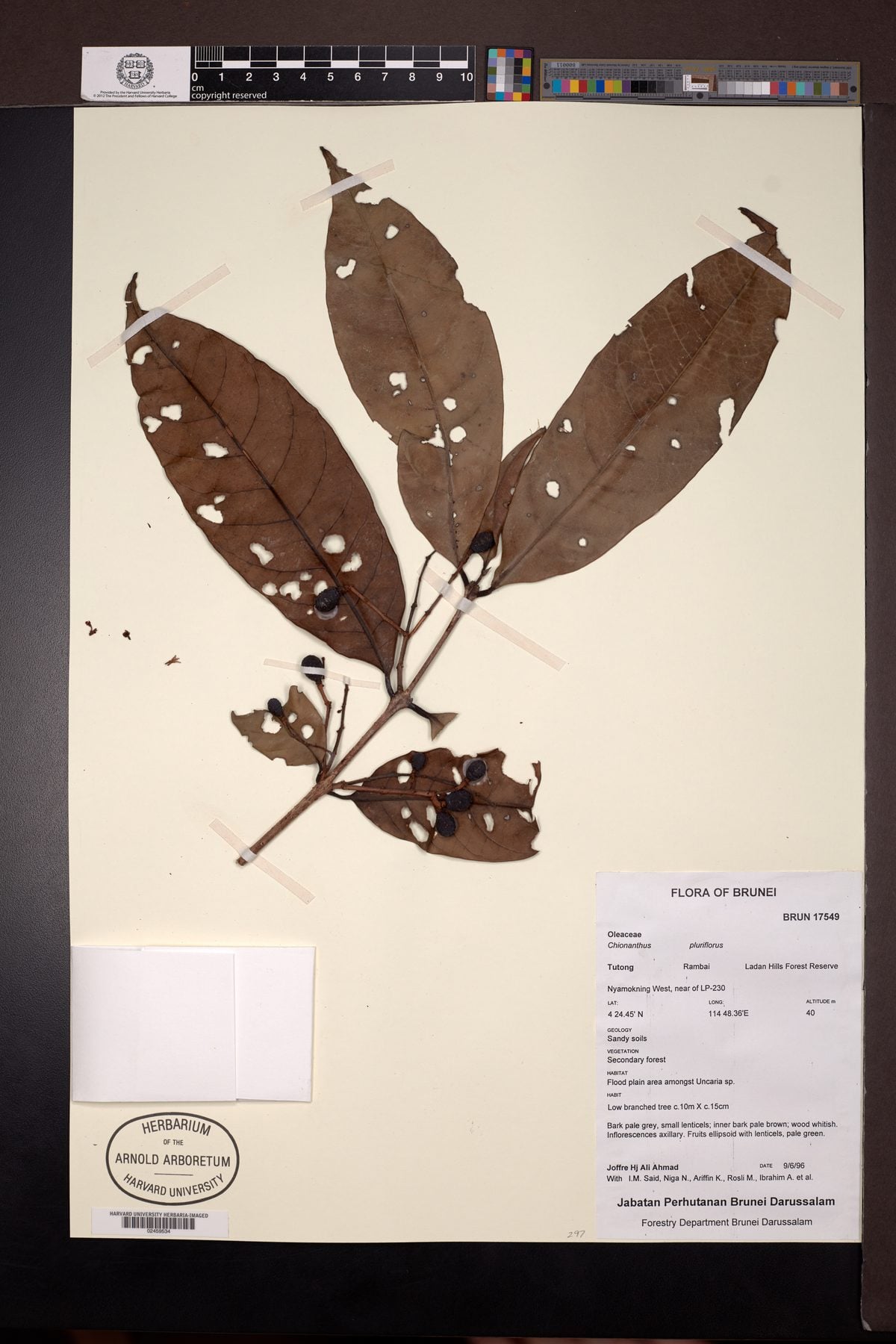 Chionanthus pluriflorus — photo