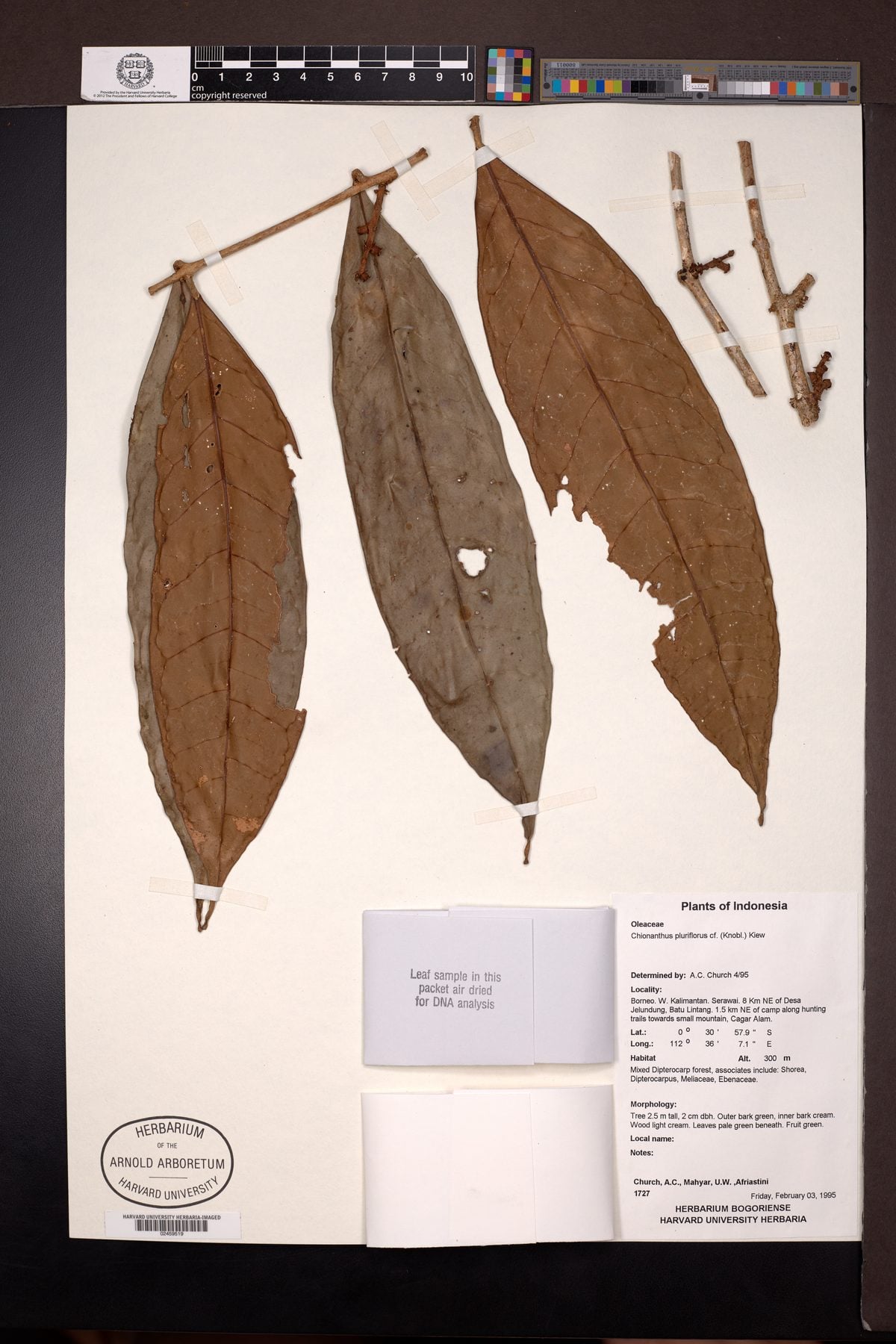 Chionanthus pluriflorus — photo