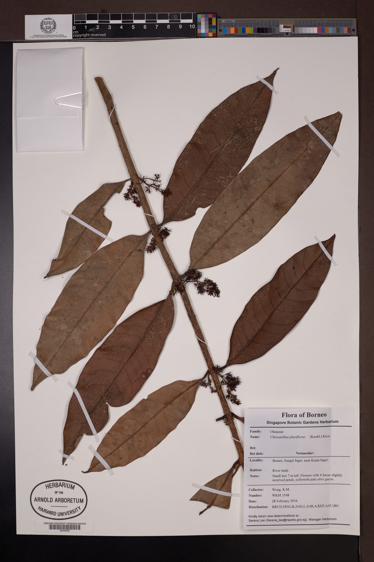 Chionanthus pluriflorus