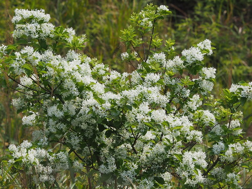 Chionanthus retusus (Chinese fringe tree) — photo