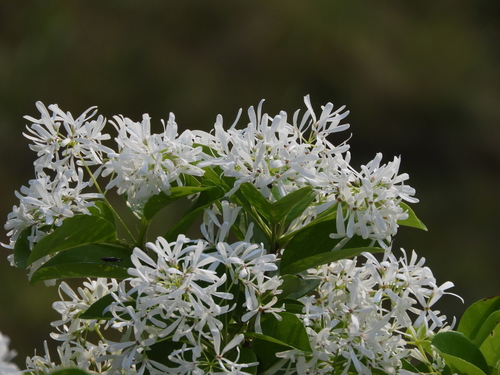 Chionanthus retusus (Chinese fringe tree) — photo