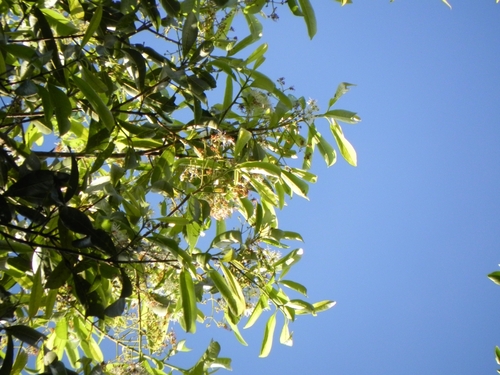 Chionanthus trichotomus (Pitaguara) — photo