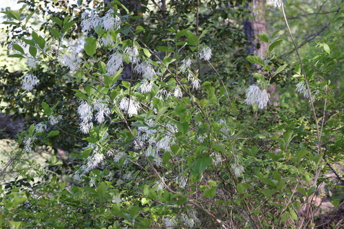 Chionanthus virginicus (Fringe tree) — photo