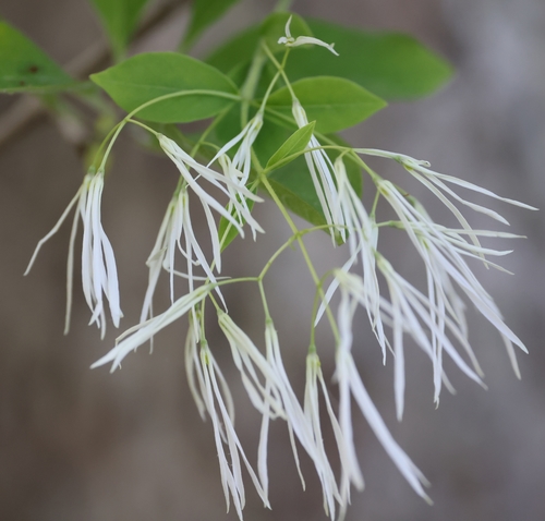 Chionanthus virginicus (Fringe tree) — photo