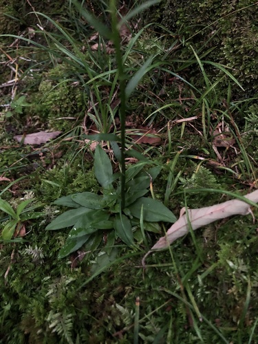 Chionographis japonica — photo