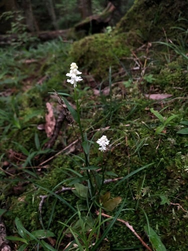Chionographis japonica — photo