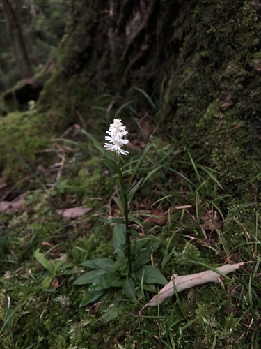 Chionographis japonica