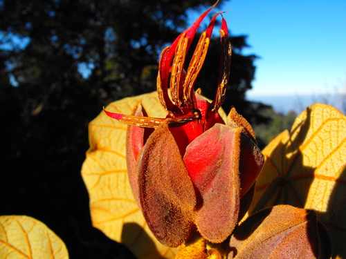 Chiranthodendron pentadactylon (Canak) — photo