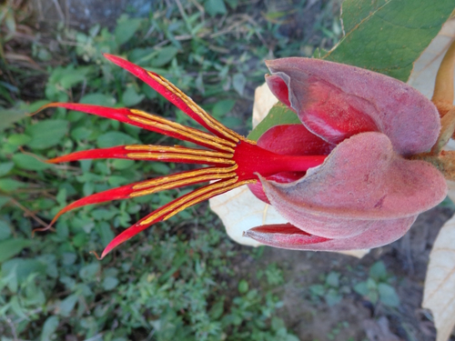 Chiranthodendron pentadactylon (Canak) — photo