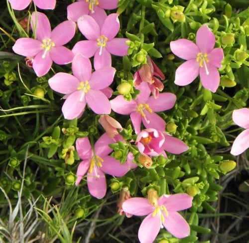 Chironia baccifera