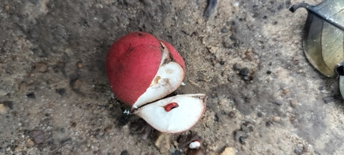 Chisocheton cumingianus (Balukanag) — photo