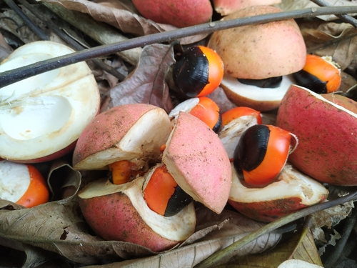 Chisocheton cumingianus