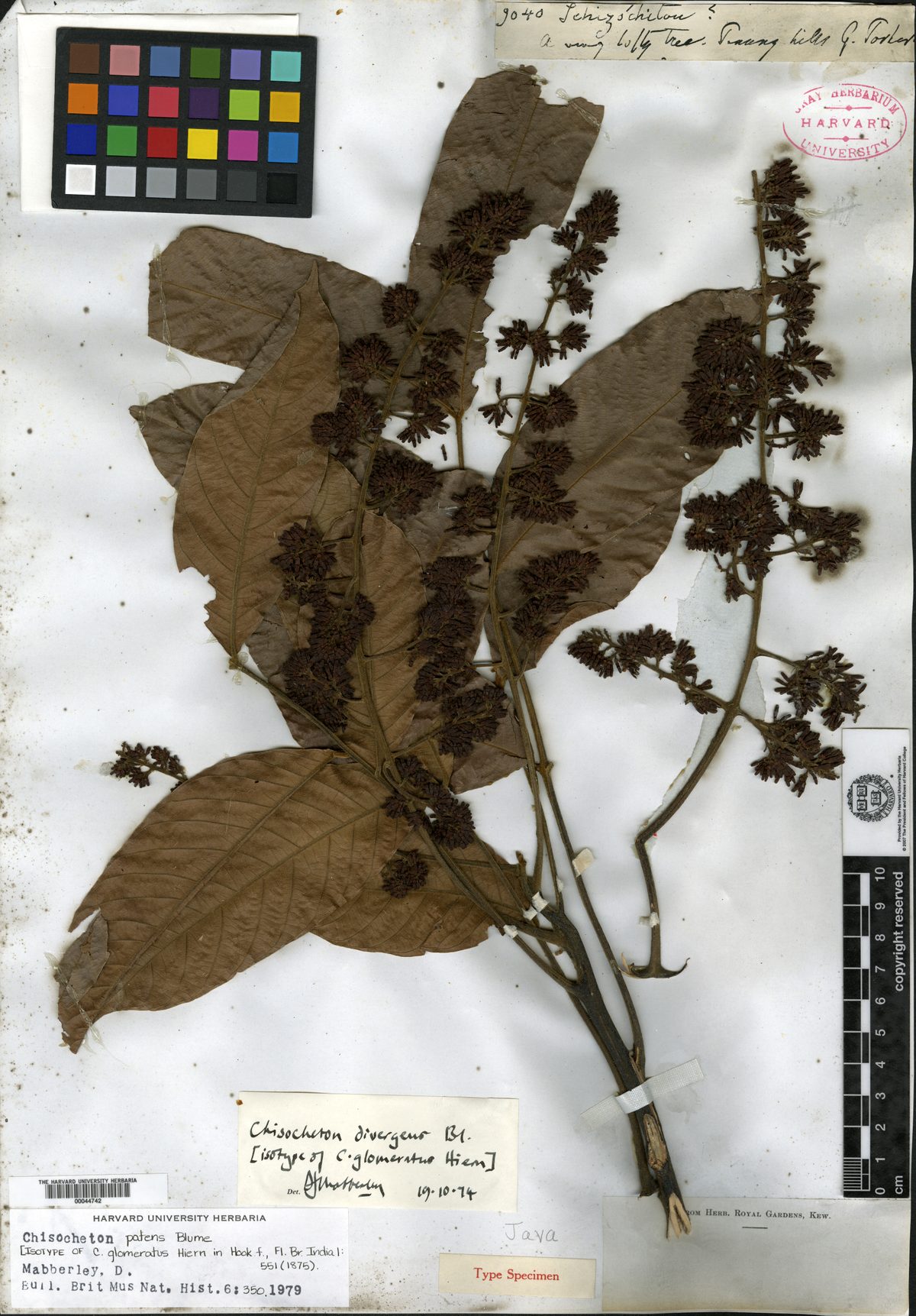 Chisocheton glomeratus