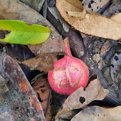 Chisocheton longistipitatus (Cream mahogany) — photo