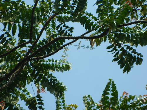 Chisocheton macrophyllus — photo