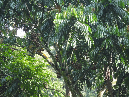 Chisocheton macrophyllus