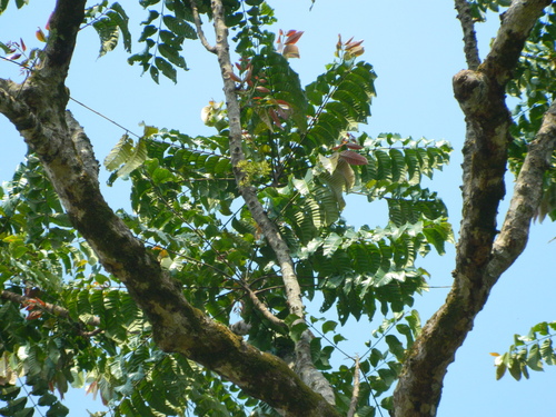 Chisocheton macrophyllus — photo