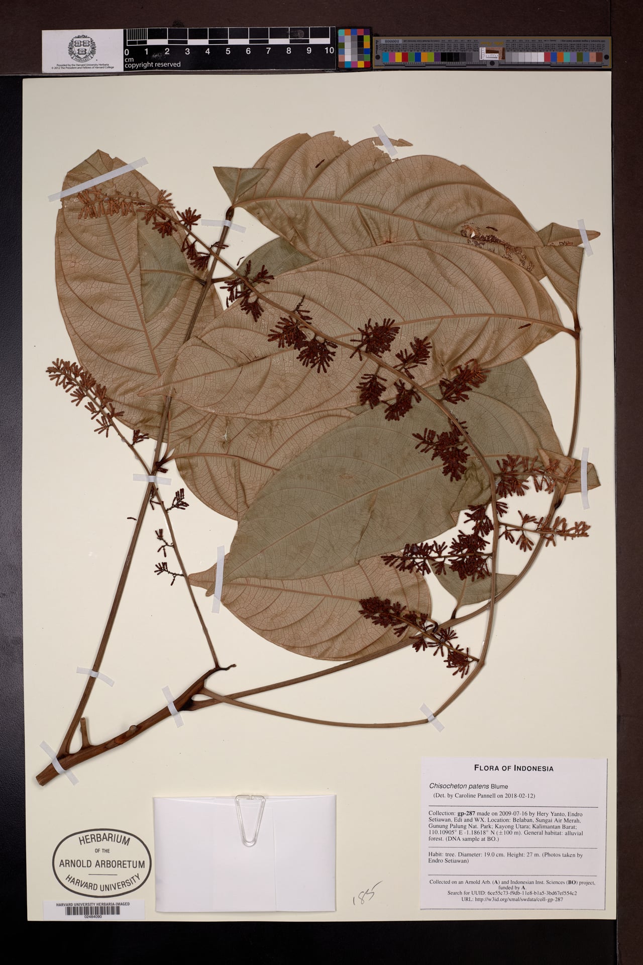 Chisocheton patens — photo